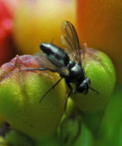 Rhinophora lepida